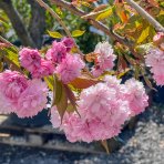 Čerešňa okrasná (Prunus serrulata) ´KIKU SHIDARE´ (sakura) - výška: 200-250 cm, obvod kmeňa: 10/12 cm, kont. C30L 